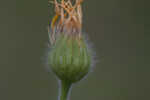 Soft goldenaster